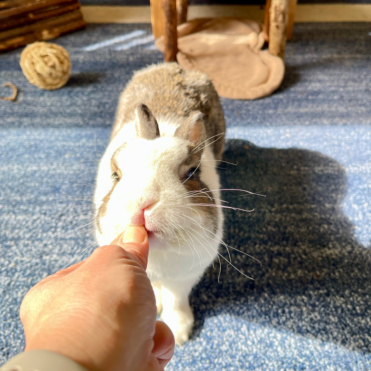 Food4Buns goji berries rabbit guinea pig chinchilla hamster degus