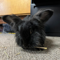 Apple sticks