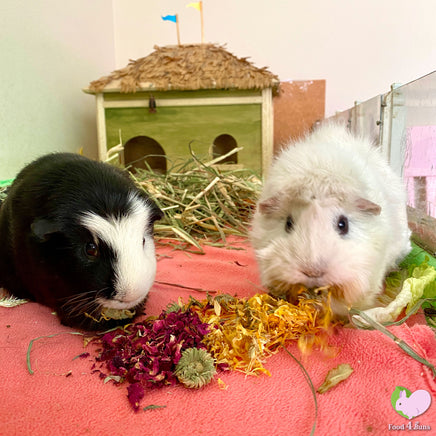 Daisy and Amys Favorite Mix guinea pigs flowers and self dried veggies and dandelions