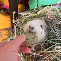 timothy grass cookies heart shaped with flowers for rabbits chinchillas guinea pigs hamsters degus