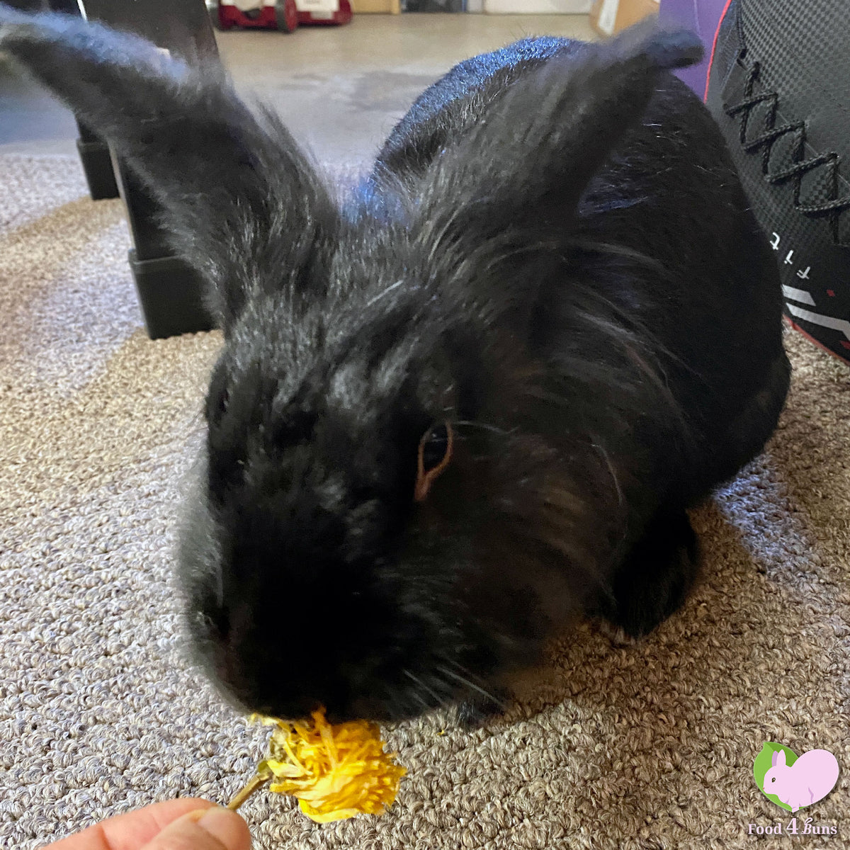 Food4Buns Calendulas/Marigold bunnies chinchillas guinea pigs hamster