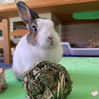 Timothy grass chew toy