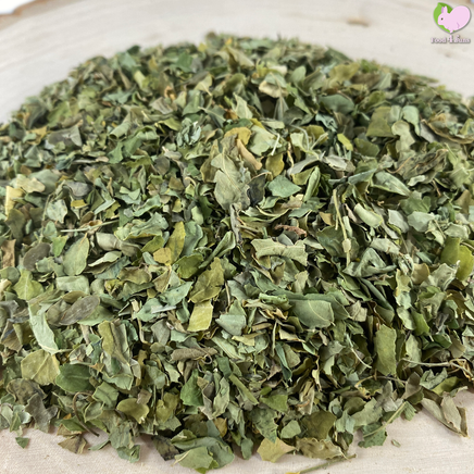 moringa leaves tortoise turtle food treat