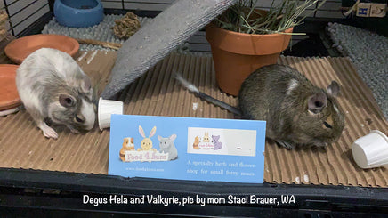 degus eating flowers and herbs