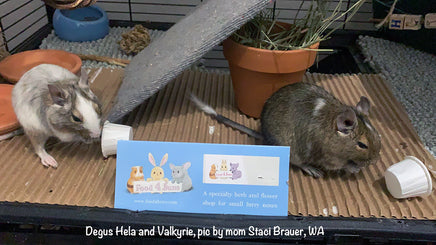degus eating flowers and herbs