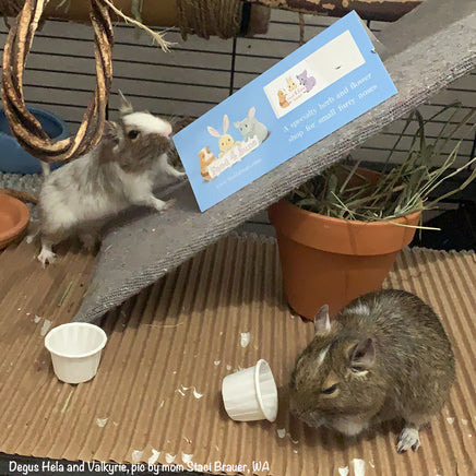 degus eating flowers and herbs