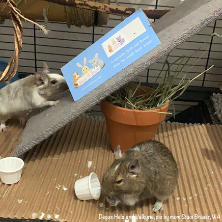 degus eating flowers and herbs