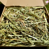 Hamster Forage Box with Timothy, Orchard or Oat Hay