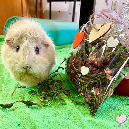 white guinea pig eating dried dandelions