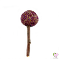 Timothy grass lollipop
