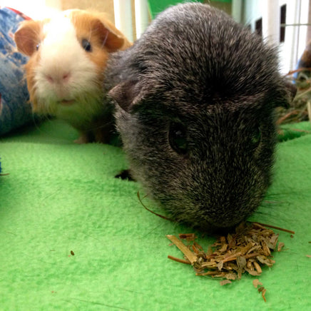 Two guinea pigs eating strawberry leaves. Strawberry Leaves, dried and organic, cut and sifted for rabbits, guinea pigs, chinchillas, hamsters, degus and gerbils.